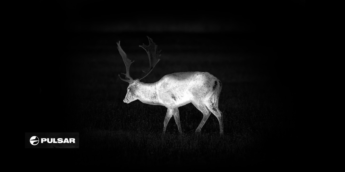 A solitary deer in the shadows, evoking a sense of calm and the beauty of nature at night